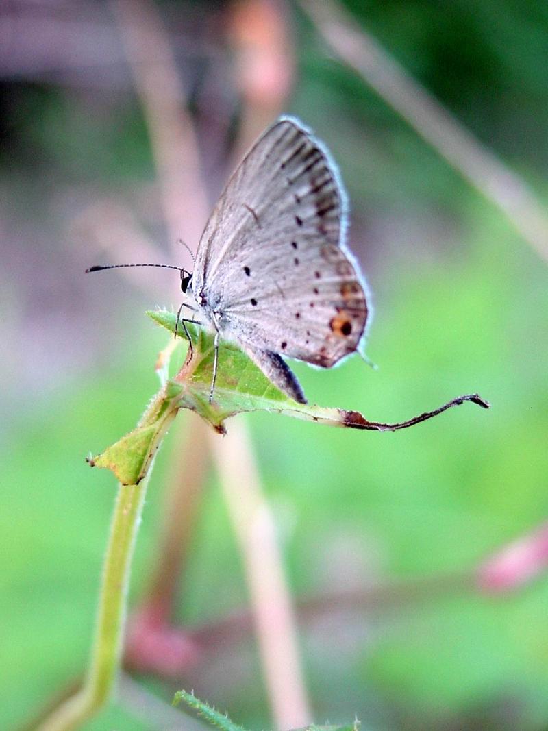 암먹부전나비(Everes argiades) - Short-tailed Blue; DISPLAY FULL IMAGE.