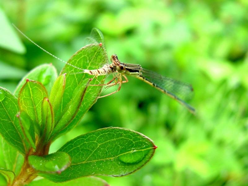하루살이를 포식하는 실잠자리  --> 아시아실잠자리 수컷 Ischnura asiatica (Asiatic Bluetail Damselfly); DISPLAY FULL IMAGE.