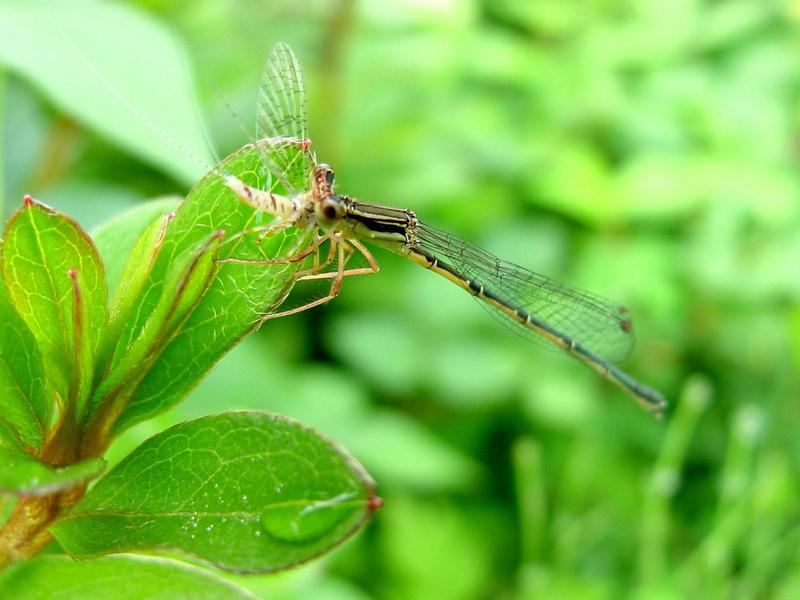 하루살이를 포식하는 실잠자리  --> 아시아실잠자리 수컷 Ischnura asiatica (Asiatic Bluetail Damselfly); DISPLAY FULL IMAGE.