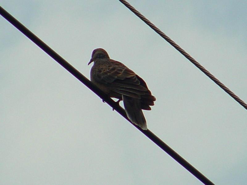 전선위의 산비둘기 --> 멧비둘기 Streptopelia orientalis (Oriental Turtle Dove); DISPLAY FULL IMAGE.