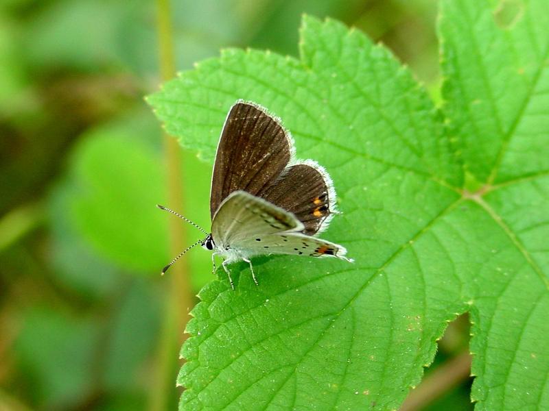 암먹부전나비(Everes argiades) - Short-tailed Blue; DISPLAY FULL IMAGE.