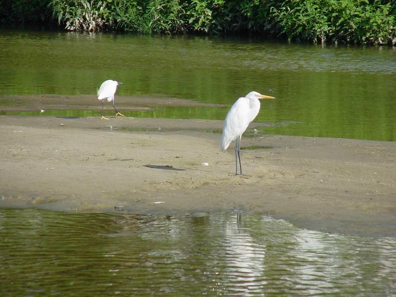 중대백로(Egretta alba modesta) - Large Egret; DISPLAY FULL IMAGE.