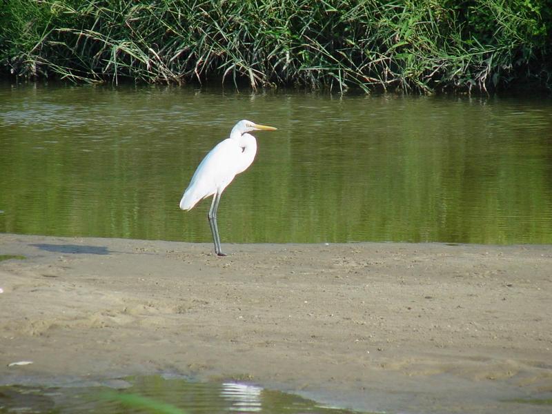 중대백로(Egretta alba modesta) - Large Egret; DISPLAY FULL IMAGE.