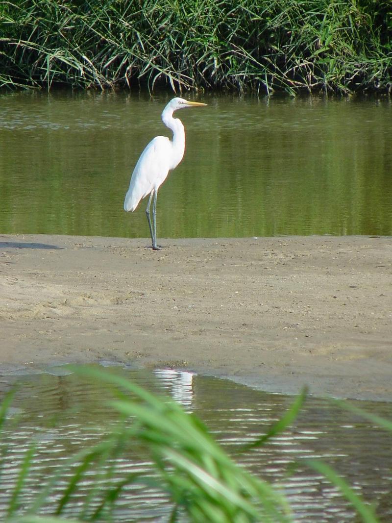 중대백로(Egretta alba modesta) - Large Egret; DISPLAY FULL IMAGE.
