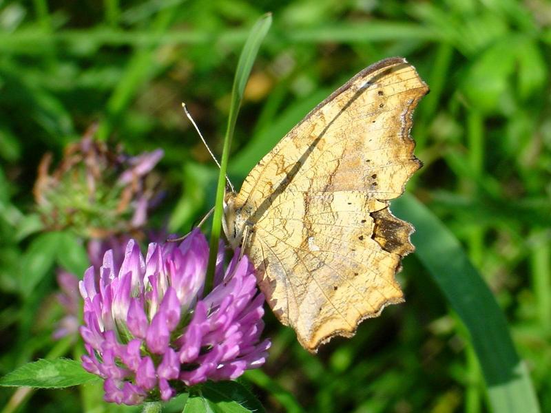 네발나비 (북한명: 노랑수두나비) - Polygonia c-aureum (Asian Comma); DISPLAY FULL IMAGE.