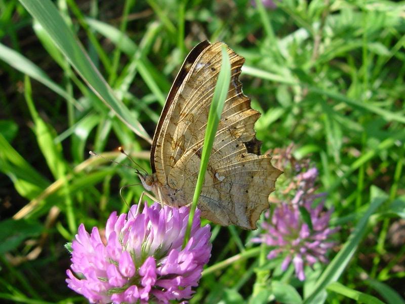 네발나비 (북한명: 노랑수두나비) - Polygonia c-aureum (Asian Comma); DISPLAY FULL IMAGE.