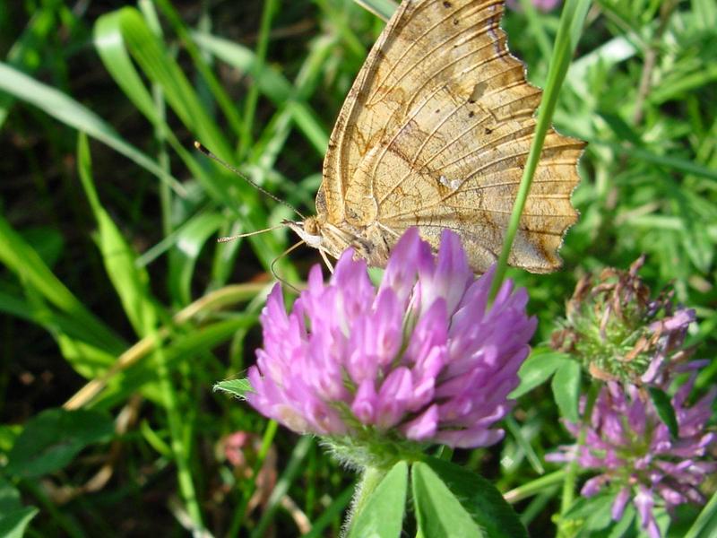 네발나비 (북한명: 노랑수두나비) - Polygonia c-aureum (Asian Comma); DISPLAY FULL IMAGE.