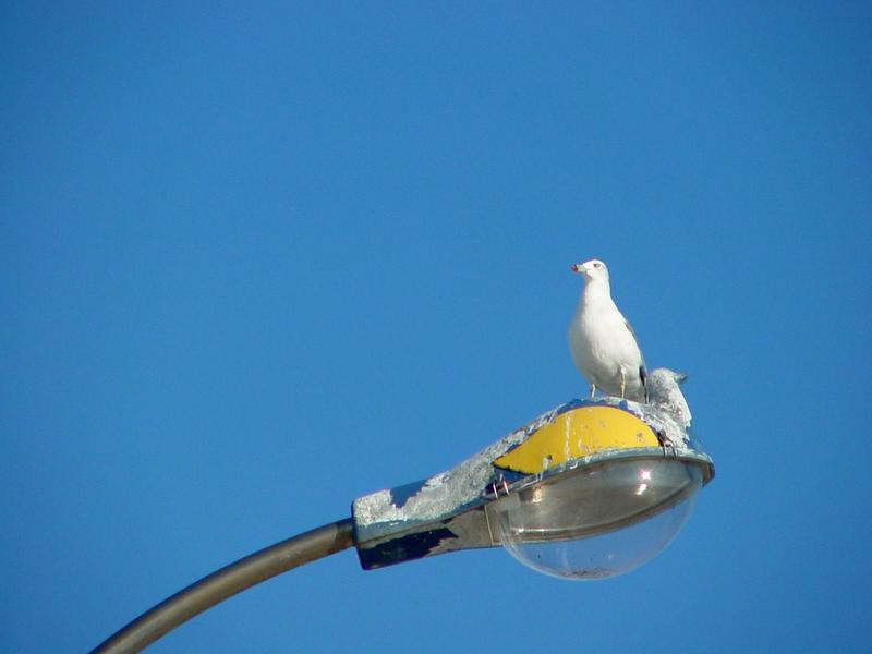 괭이갈매기 Larus crassirostris (Black-tailed Gull); DISPLAY FULL IMAGE.