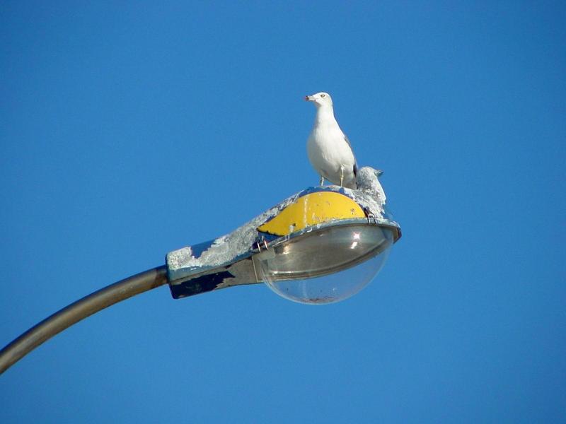 괭이갈매기 Larus crassirostris (Black-tailed Gull); DISPLAY FULL IMAGE.