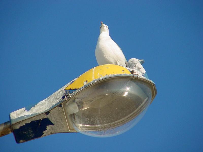 괭이갈매기 Larus crassirostris (Black-tailed Gull); DISPLAY FULL IMAGE.
