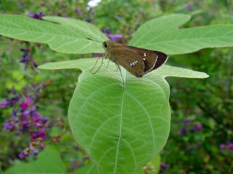 줄점팔랑나비(Parnara guttata) - Common Straight Swift; DISPLAY FULL IMAGE.