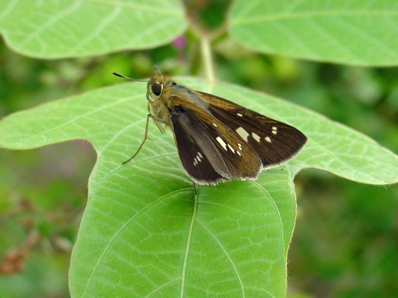 줄점팔랑나비(Parnara guttata) - Common Straight Swift; DISPLAY FULL IMAGE.