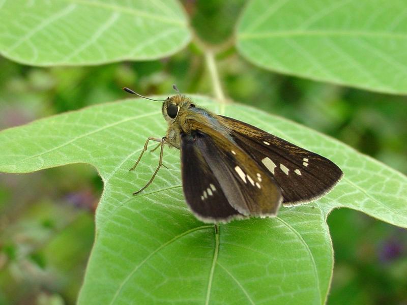 줄점팔랑나비(Parnara guttata) - Common Straight Swift; DISPLAY FULL IMAGE.