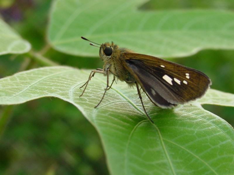 줄점팔랑나비(Parnara guttata) - Common Straight Swift; DISPLAY FULL IMAGE.