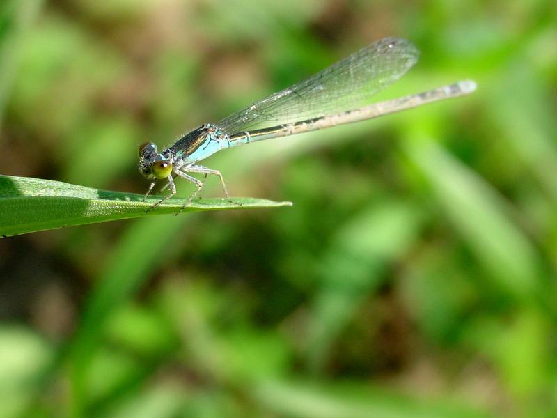 실잠자리 종류 --> 아시아실잠자리 수컷 Ischnura asiatica (Asiatic Bluetail Damselfly); DISPLAY FULL IMAGE.