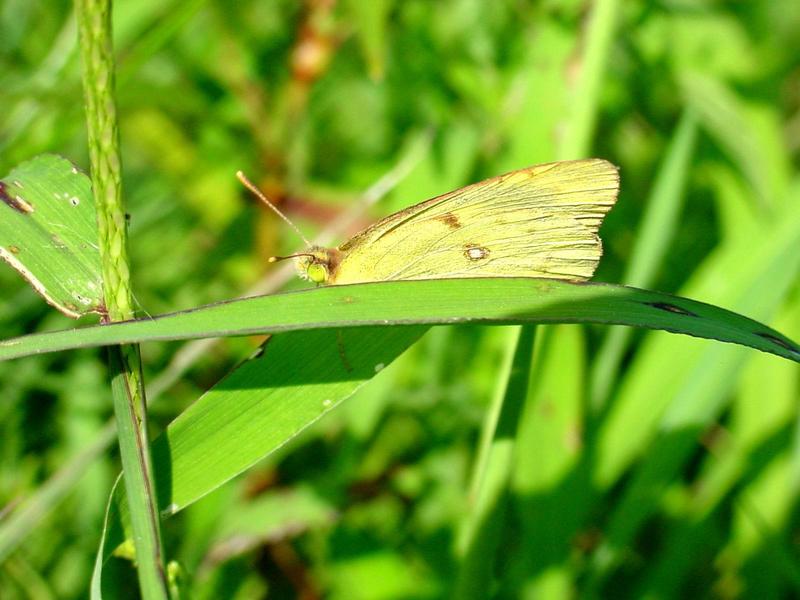 노랑나비(Colias erate) - Eastern Pale Clouded Yellow Butterfly; DISPLAY FULL IMAGE.