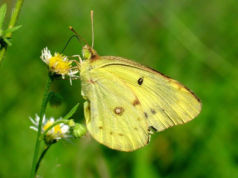 노랑나비(Colias erate) - Eastern Pale Clouded Yellow Butterfly; DISPLAY FULL IMAGE.