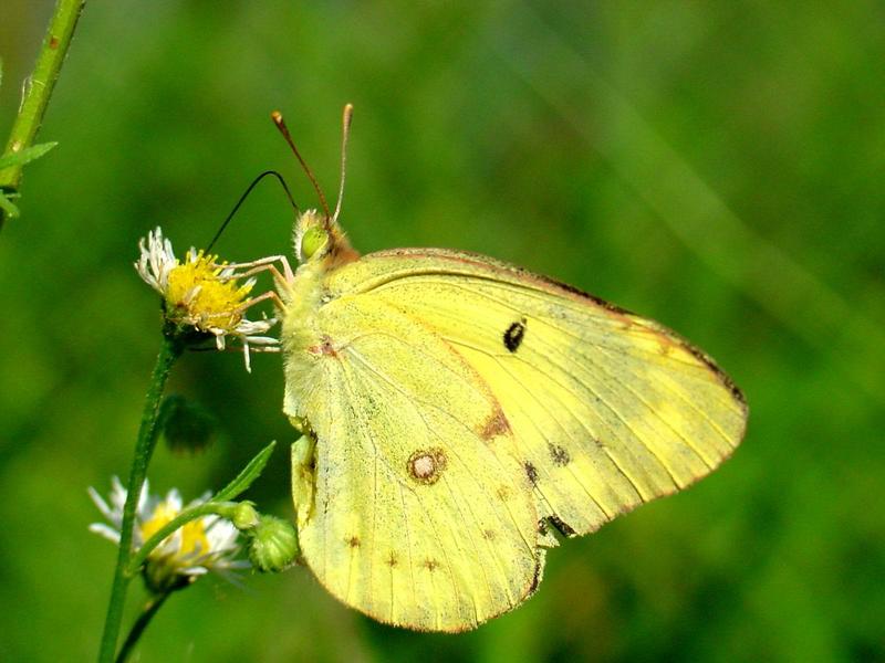 노랑나비(Colias erate) - Eastern Pale Clouded Yellow Butterfly; DISPLAY FULL IMAGE.