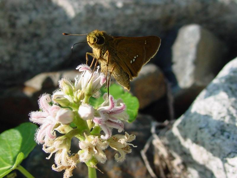 줄점팔랑나비(Parnara guttata) - Common Straight Swift; DISPLAY FULL IMAGE.