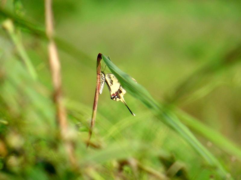 꼬리명주나비(Sericinus montela) 여름형 암컷 - Sericin Swallowtail Butterfly; DISPLAY FULL IMAGE.