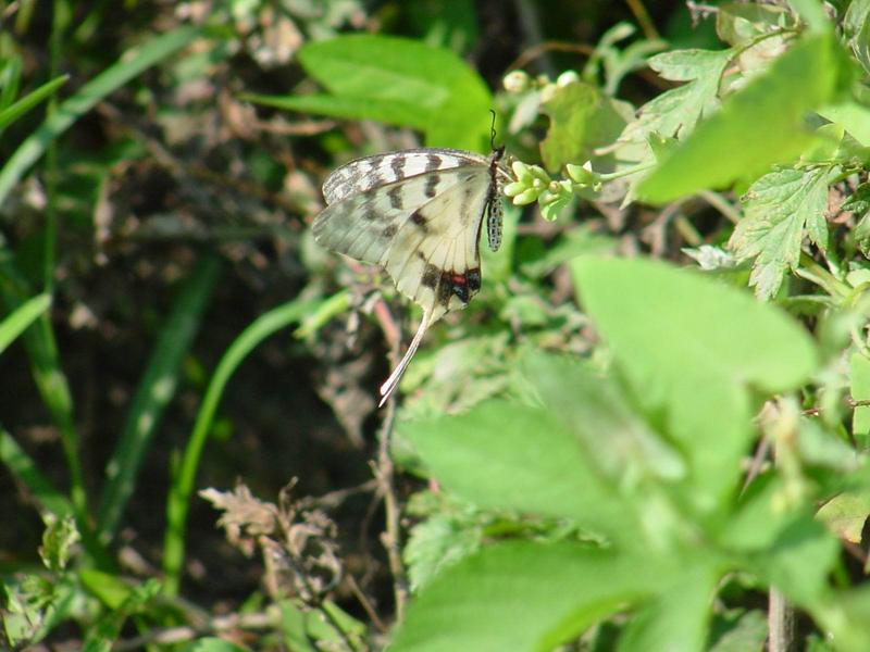 꼬리명주나비(Sericinus montela) 여름형 암컷 - Sericin Swallowtail Butterfly; DISPLAY FULL IMAGE.