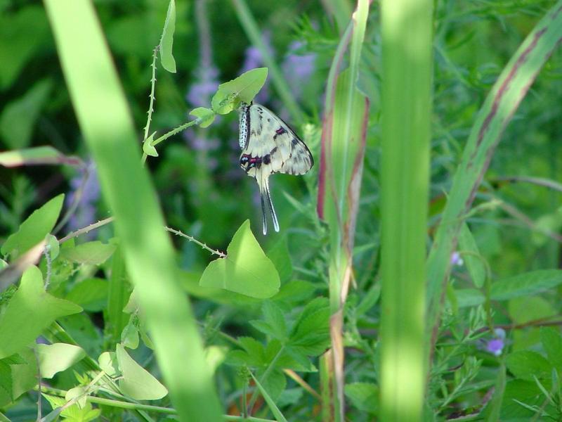 꼬리명주나비(Sericinus montela) 여름형 암컷 - Sericin Swallowtail Butterfly; DISPLAY FULL IMAGE.