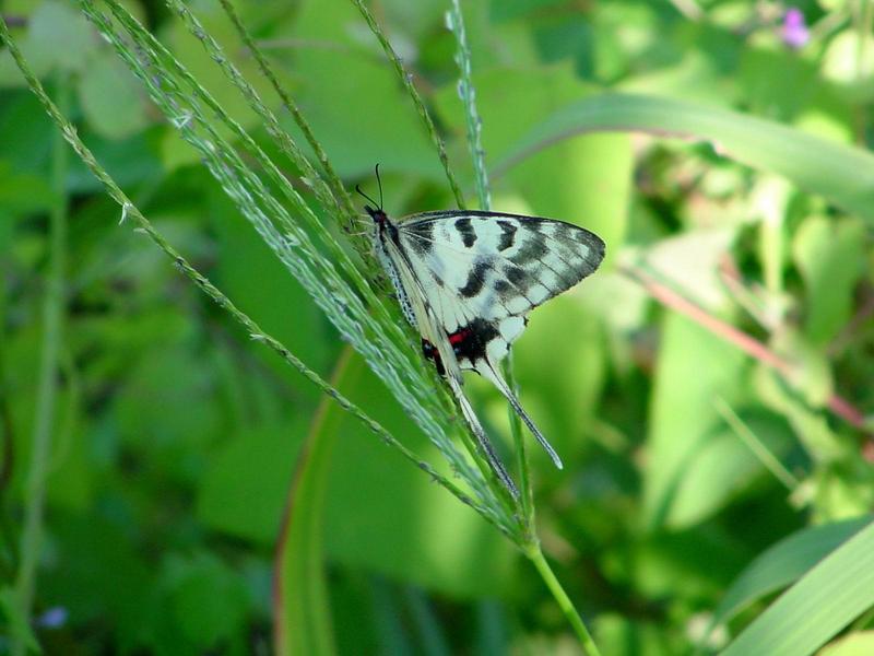 꼬리명주나비(Sericinus montela) 여름형 암컷 - Sericin Swallowtail Butterfly; DISPLAY FULL IMAGE.