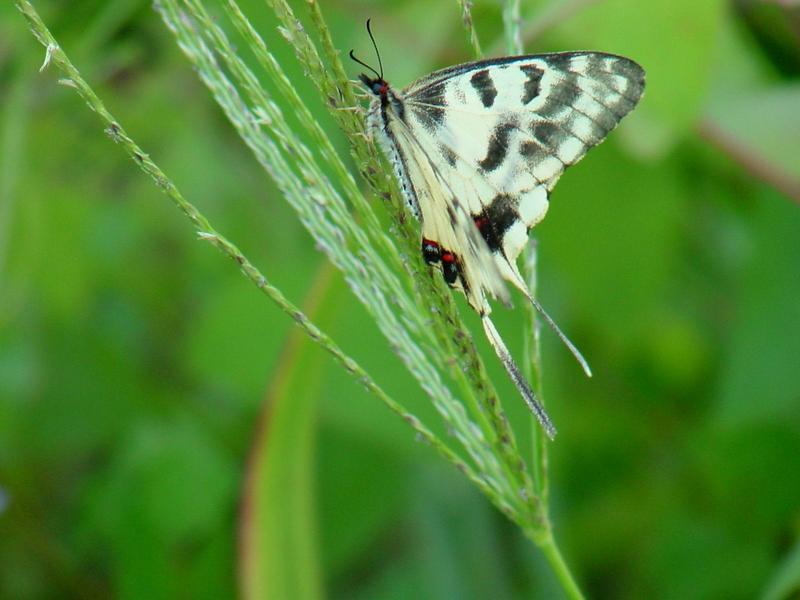 꼬리명주나비(Sericinus montela) 여름형 암컷 - Sericin Swallowtail Butterfly; DISPLAY FULL IMAGE.