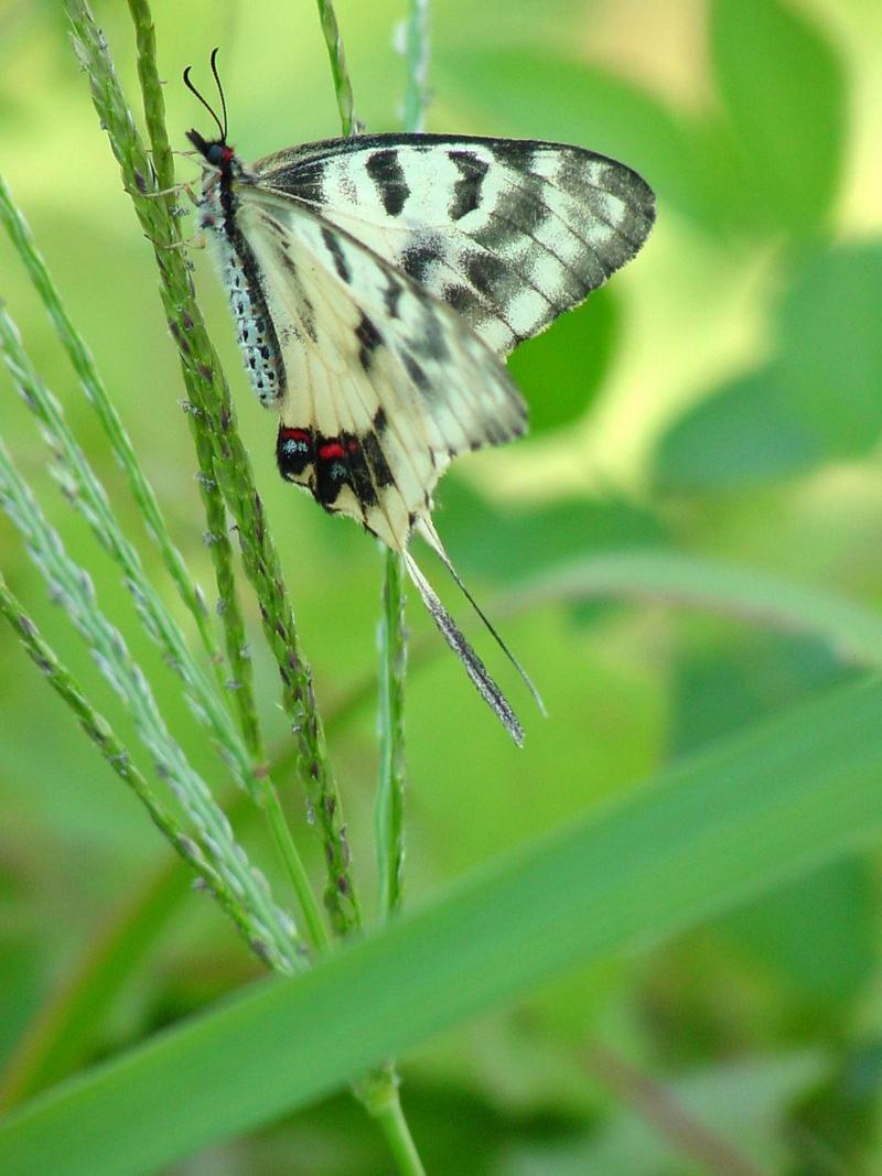 꼬리명주나비(Sericinus montela) 여름형 암컷 - Sericin Swallowtail Butterfly; DISPLAY FULL IMAGE.