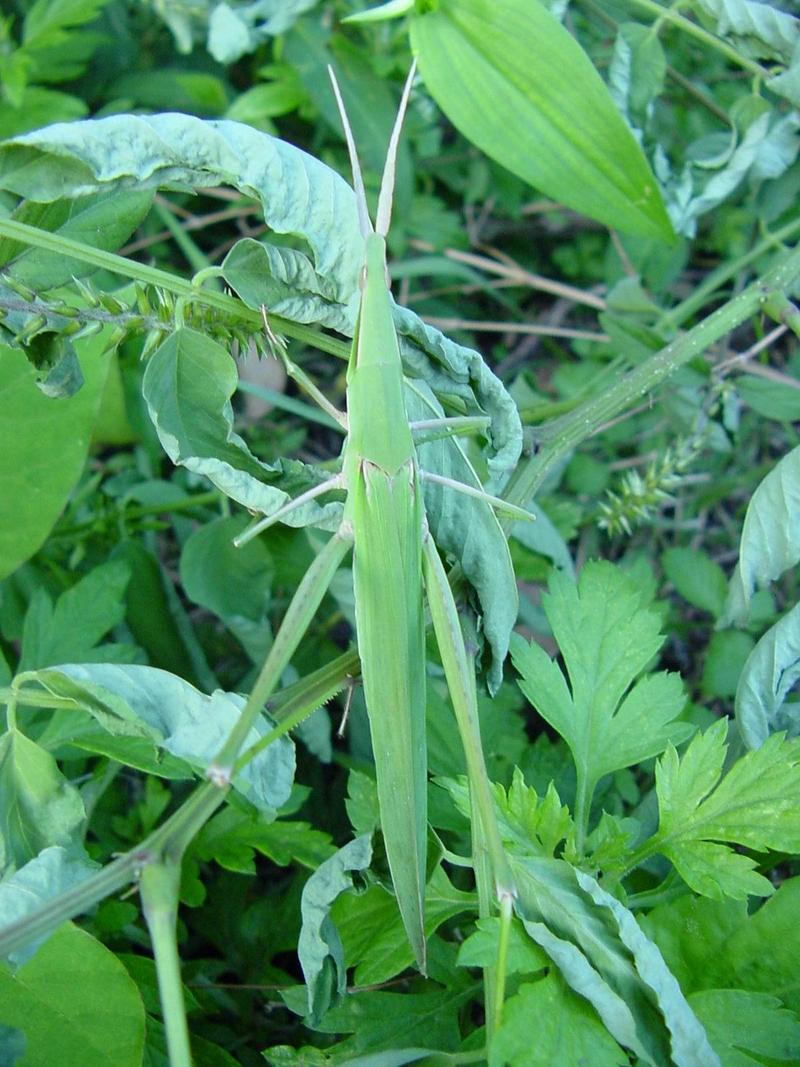방아깨비 (Acrida cinerea) 암컷 - Green Hopper; DISPLAY FULL IMAGE.