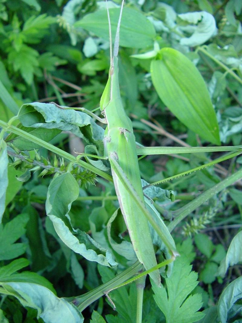 방아깨비 (Acrida cinerea) 암컷 - Green Hopper; DISPLAY FULL IMAGE.