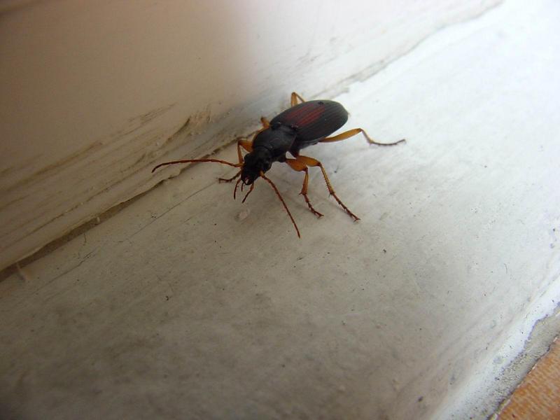 바퀴벌레를 닮은 딱정벌레 --> 등빨간먼지벌레 Dolichus halensis (Red-backed Ground Beetle); DISPLAY FULL IMAGE.