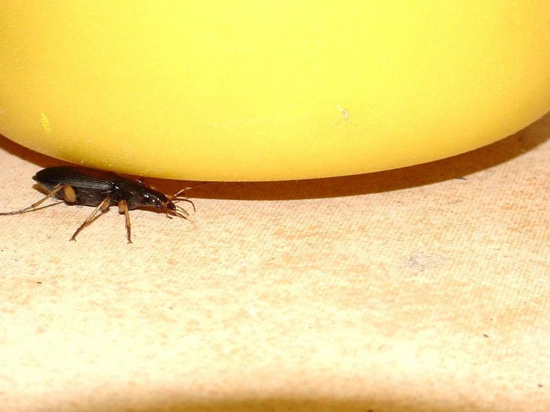 바퀴벌레를 닮은 딱정벌레 --> 등빨간먼지벌레 Dolichus halensis (Red-backed Ground Beetle); DISPLAY FULL IMAGE.