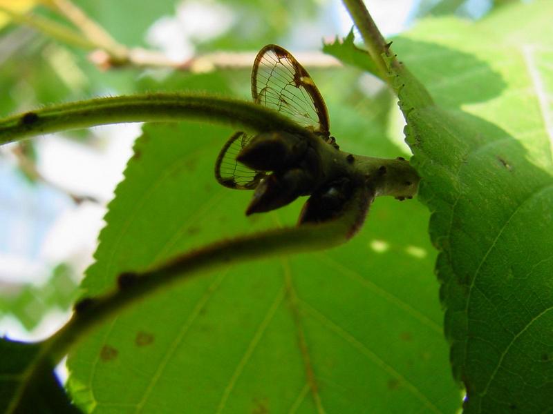 신부날개매미충 - Euricania clara (KATO) - Ricaniid Planthopper; DISPLAY FULL IMAGE.