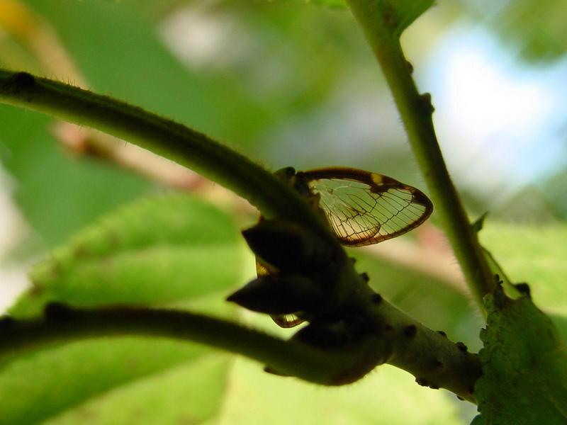 신부날개매미충 - Euricania clara (KATO) - Ricaniid Planthopper; DISPLAY FULL IMAGE.