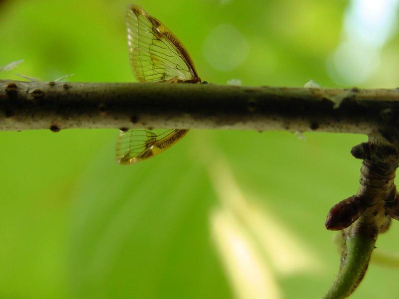 신부날개매미충 - Euricania clara (KATO) - Ricaniid Planthopper; DISPLAY FULL IMAGE.