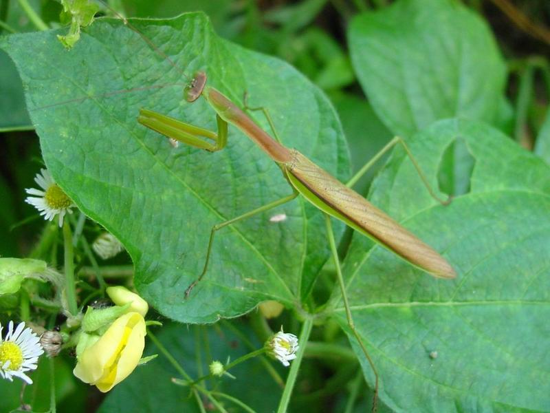 사마귀 - 아마도 수컷 (mantis); DISPLAY FULL IMAGE.