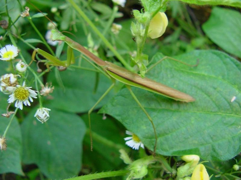 사마귀 - 아마도 수컷 (mantis); DISPLAY FULL IMAGE.