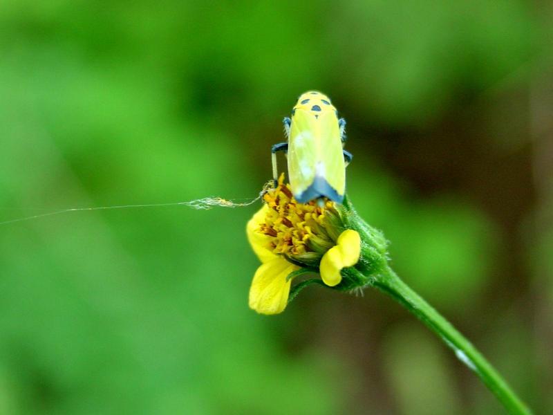 끝검은말매미충 (Bothrogonia japonica Ishihara) - Black-tipped leafhopper; DISPLAY FULL IMAGE.