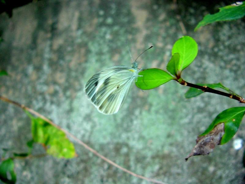 대만흰나비 Pieris canidia (Indian Cabbage White); DISPLAY FULL IMAGE.