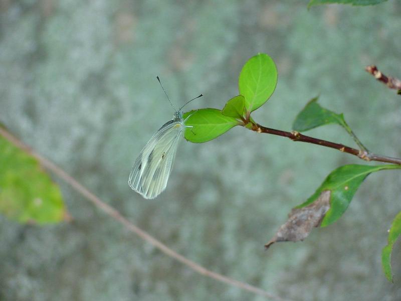 대만흰나비 Pieris canidia (Indian Cabbage White); DISPLAY FULL IMAGE.