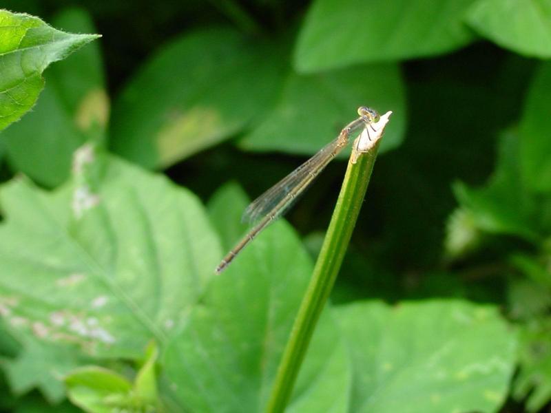 실잠자리 종류 --> 아시아실잠자리 암컷 Ischnura asiatica (Asiatic Bluetail Damselfly); DISPLAY FULL IMAGE.