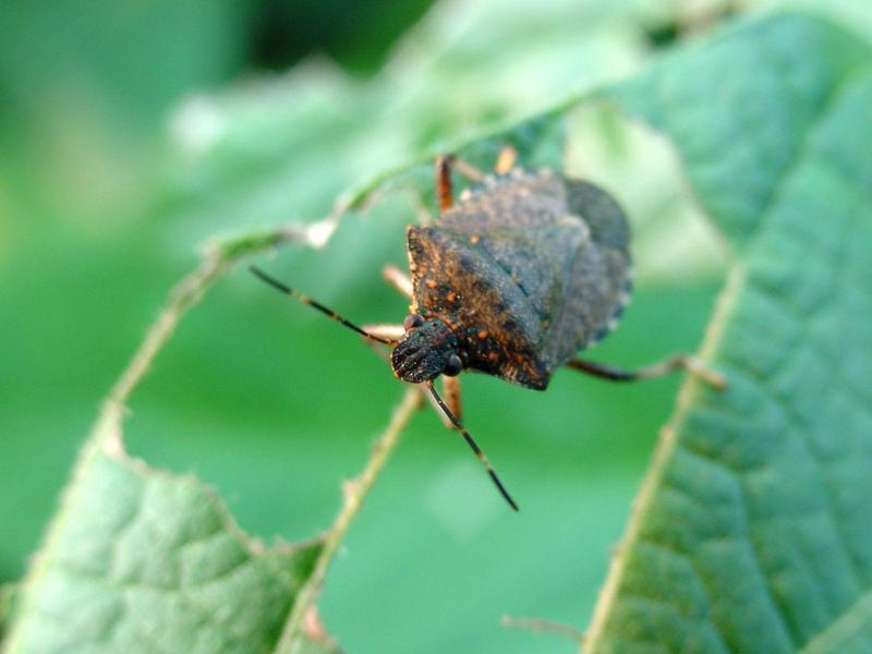 노린재 --> 썩덩나무노린재 Halyomorpha halys (Brown Marmorated Stink Bug); DISPLAY FULL IMAGE.