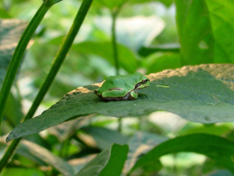 콩잎위의 청개구리 - Hyla arborea japonica (Far Eastern tree frog); DISPLAY FULL IMAGE.