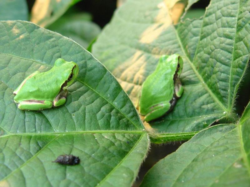 이층집의 청개구리 두마리 - Hyla arborea japonica (Far Eastern tree frog); DISPLAY FULL IMAGE.