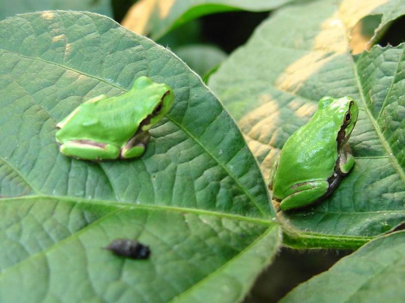 이층집의 청개구리 두마리 - Hyla arborea japonica (Far Eastern tree frog); DISPLAY FULL IMAGE.