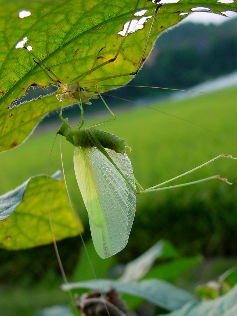 베짱이 비슷한 곤충 --> 실베짱이 Phaneroptera falcata (Sickle-bearing bush-cricket); DISPLAY FULL IMAGE.