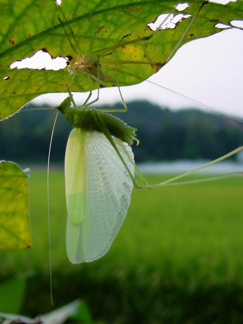 베짱이 비슷한 곤충 --> 실베짱이 Phaneroptera falcata (Sickle-bearing bush-cricket); DISPLAY FULL IMAGE.