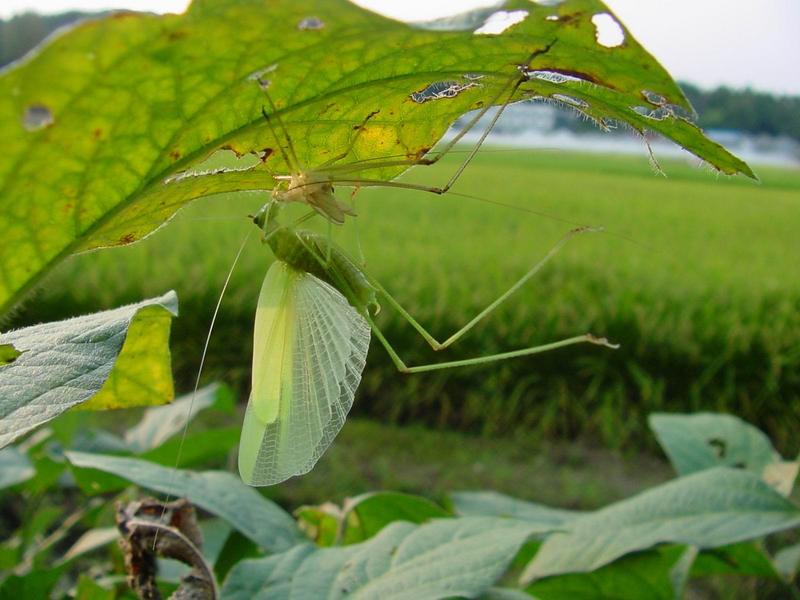 베짱이 비슷한 곤충 --> 실베짱이 Phaneroptera falcata (Sickle-bearing bush-cricket); DISPLAY FULL IMAGE.