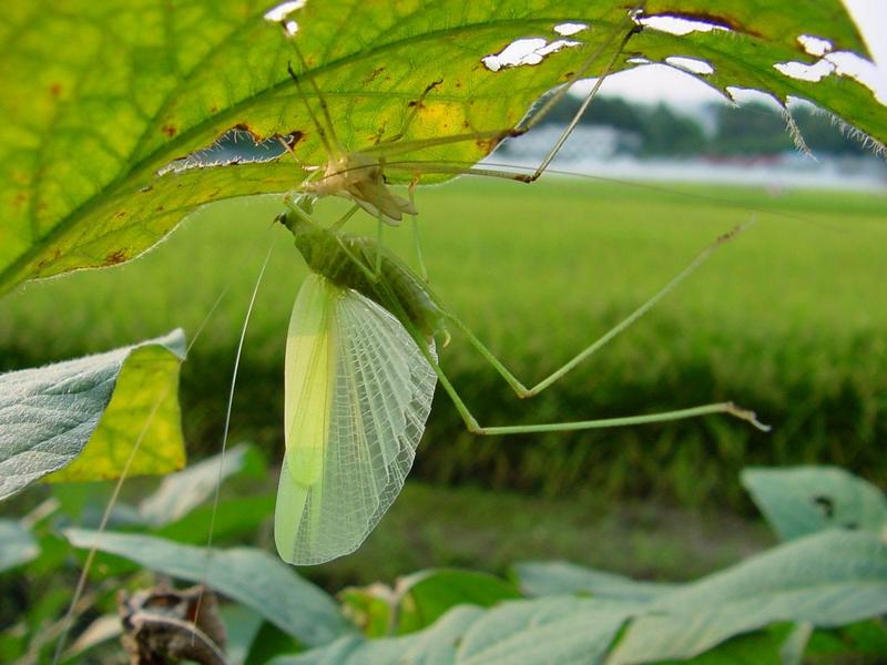 베짱이 비슷한 곤충 --> 실베짱이 Phaneroptera falcata (Sickle-bearing bush-cricket); DISPLAY FULL IMAGE.